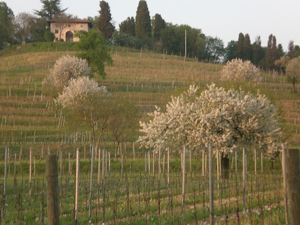 Agriturismo Giorgio Colutta Manzano المظهر الخارجي الصورة